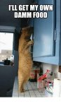 cat cupboard.jpg