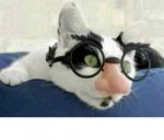 groucho cat.JPG