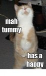happy tummy cat.jpg