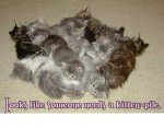kitten pile.JPG