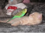 kitty bird4.jpg