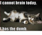 dumb brain.jpg