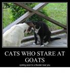 cats who stare at goats.JPG