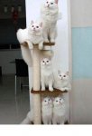 cat stack.JPG