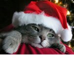 Christmas-Kitten.jpg