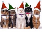 Xmas Kitties.JPG