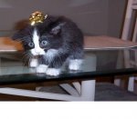 Xmas kitty2.jpg