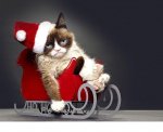 santa cat.jpg