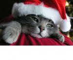 santa kitty.jpg