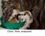 chow time.jpg