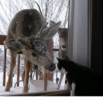 deer meets kitty.JPG