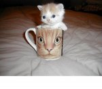 kitty cup.jpg