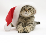 santa kitty2.png