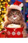 santa kitty3.jpg