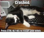 restart kitty.png