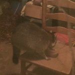 image.jpeg image.jpeg