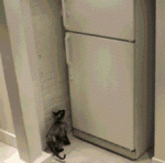 cat-opens-freezer-and-steals-food-gif.gif