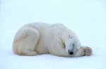 Polarbearsleep.jpg
