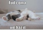 FOOD COMA KITTIES.jpg