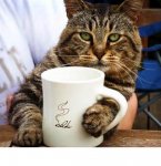 coffeee cat.JPG