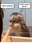 funny-animals-150.jpg