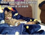 funny-animals-1810.jpg