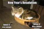 cat-new-year-1.jpg