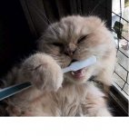 health cat brush.jpg