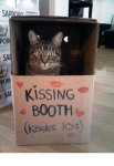 kiss cat.jpg