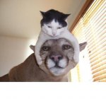 kitty on cougar.JPG