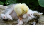 kitty duckling.JPG