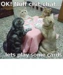 kitty cards.jpg