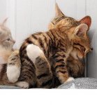 kitty-cats-hugging.jpg