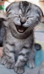 laughing cat.gif