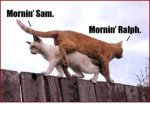 morning-cats.jpg