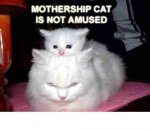 mothership_cat_is_not_amused.jpg
