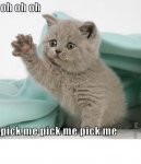 pick me kitty.jpg