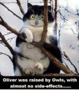 owl cat.jpg