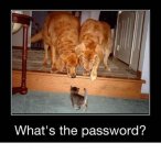 password.jpeg