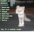 fashion cat.JPG