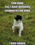 stepped-in-poop-cat.jpg