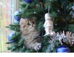 tree kitty1.jpg