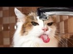 catatthefaucet.jpg