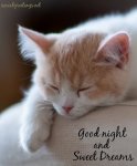 Wishing-You-Good-Night-And-Sweet-Dreams-With-Sleepy-Cat-Picture.jpg