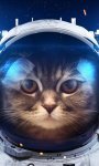 Cat_in_space-wallpaper-10929395.jpg