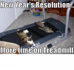 treadmill cats.jpg