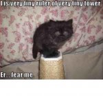 tower kitty.JPG