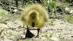 Baby Duck.jpg