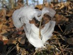 frost flower.jpg