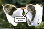 funny kitty cats (2).jpg